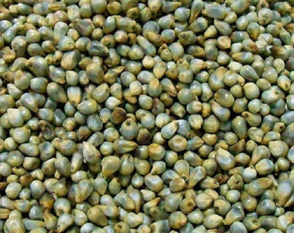 Green Millet