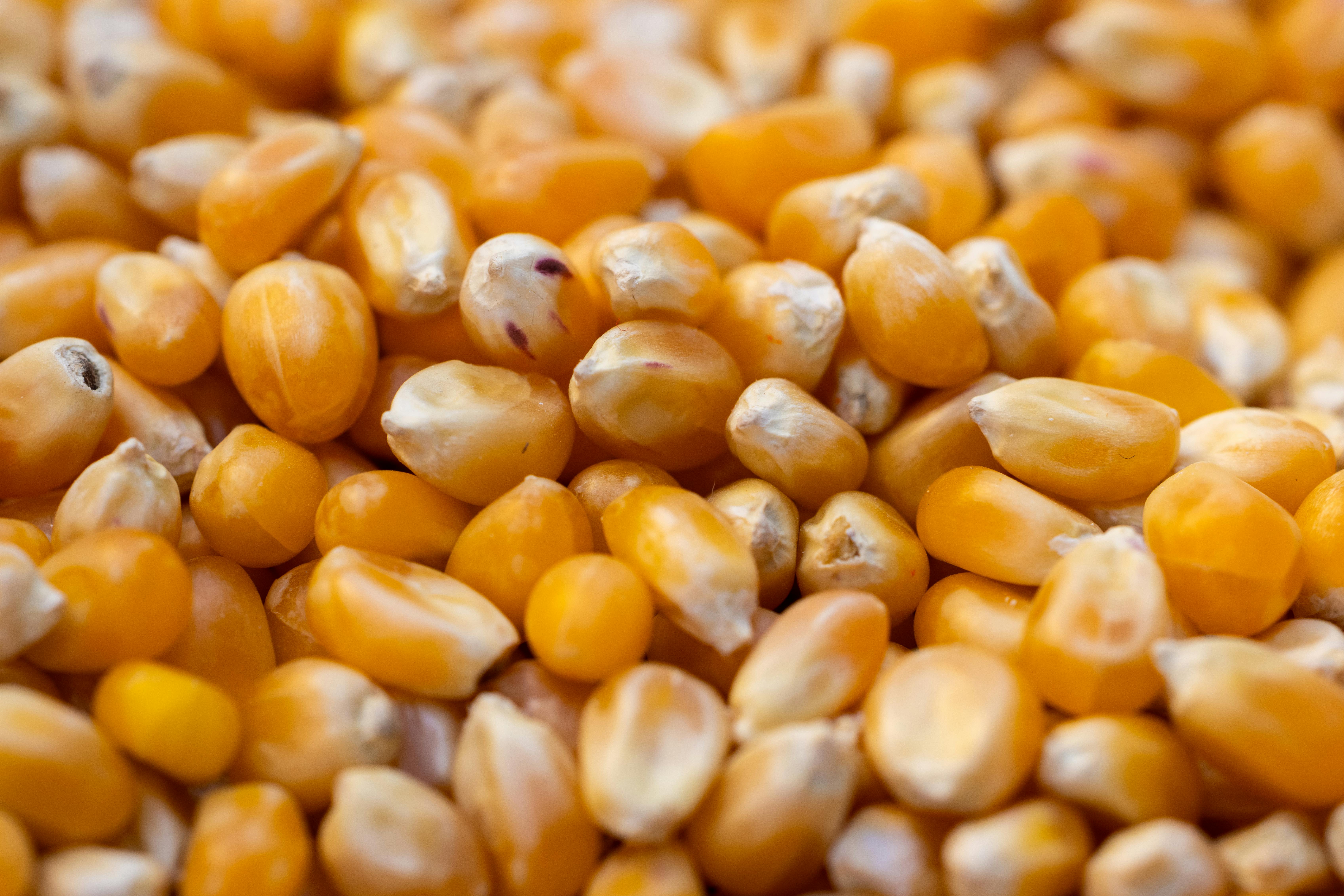 Maize for Cattle Feed