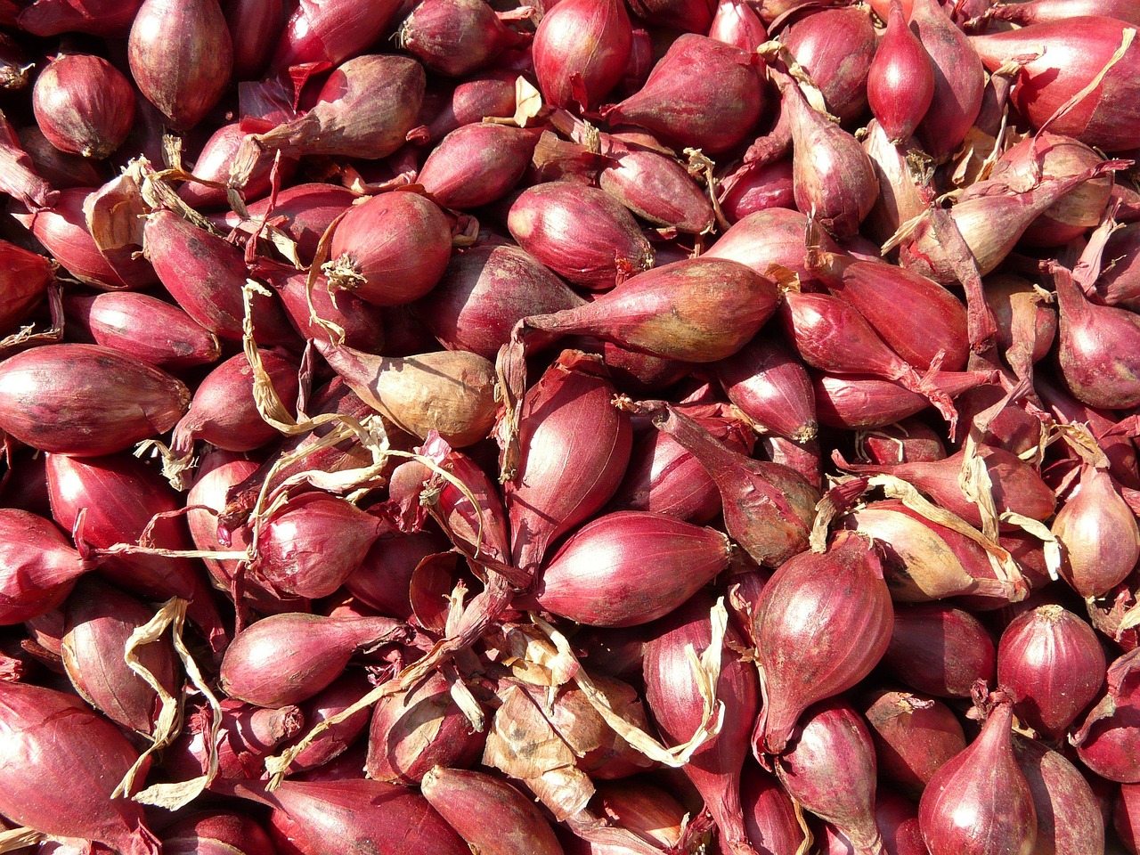 Shallot Variety 2
